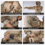 Боевая рубашка (IDOGEAR) AA-CP Gen.3 Multicam (M)